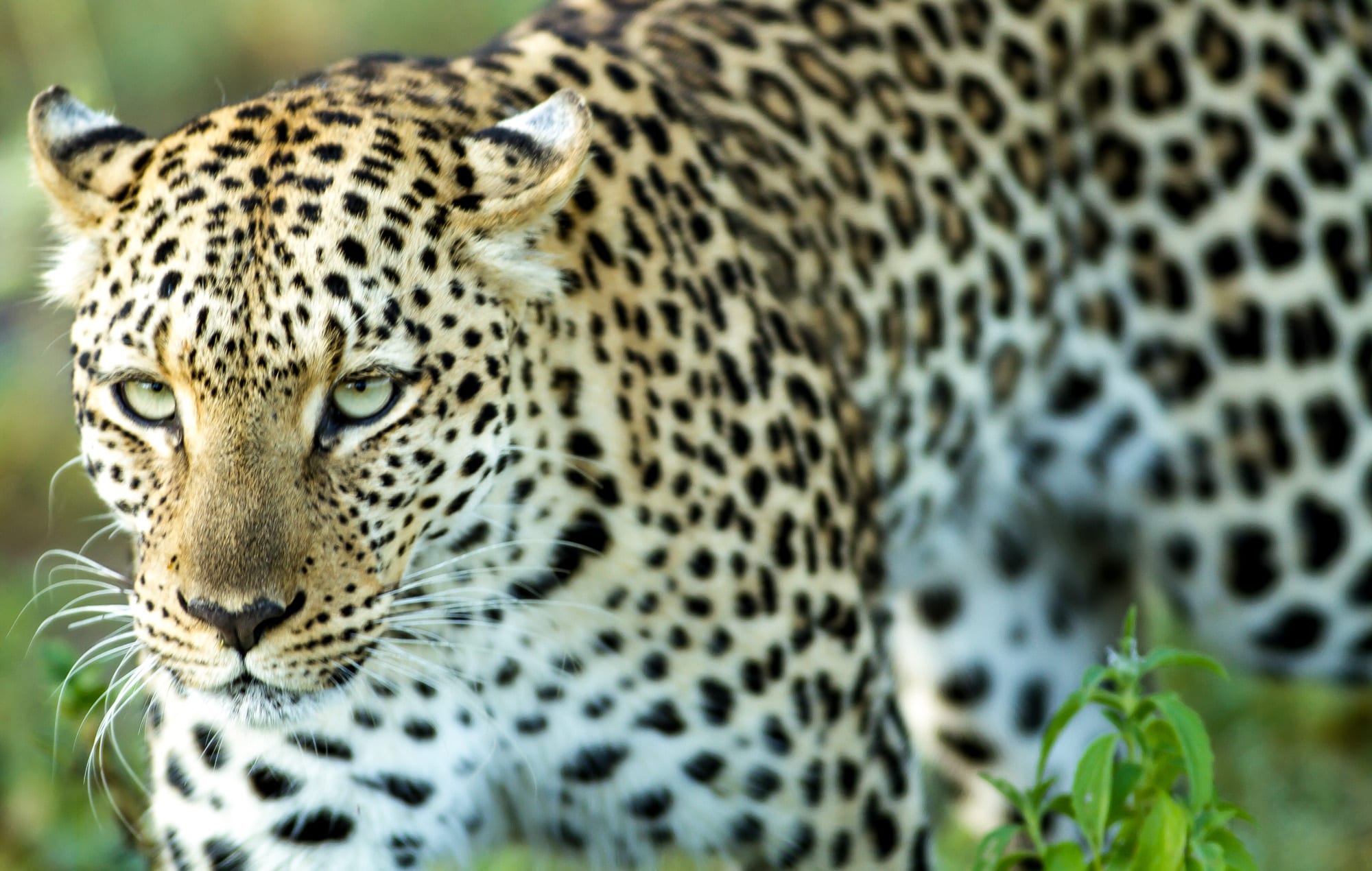 leopard in Botswana